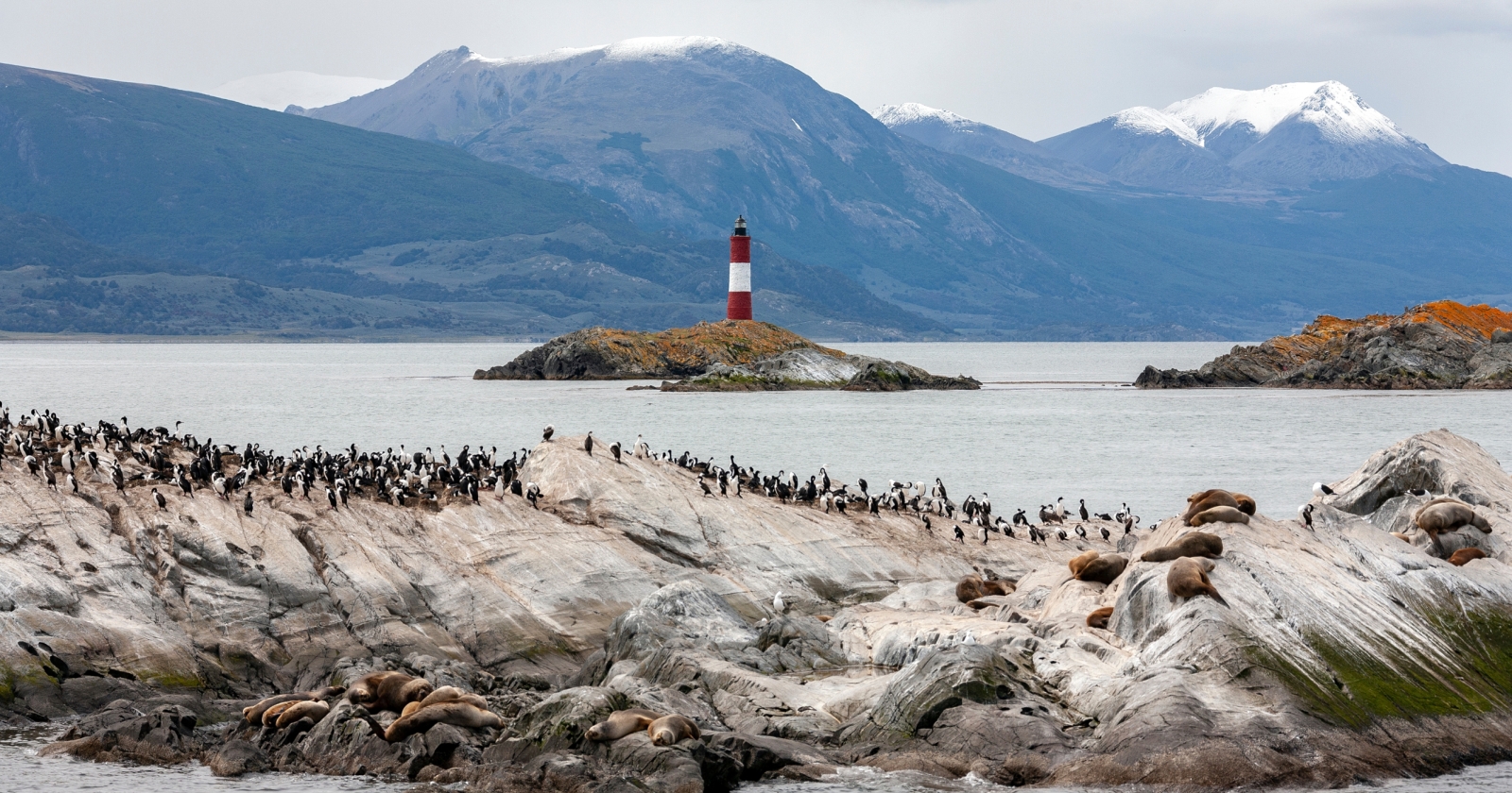 Wildlife on a small island in the Beagle channel
