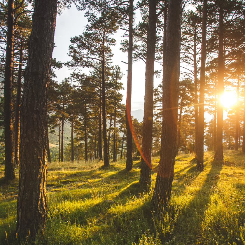 A sunset peaking through the trees in a forest setting. Exponent helps companies improve environmental sustainability.
