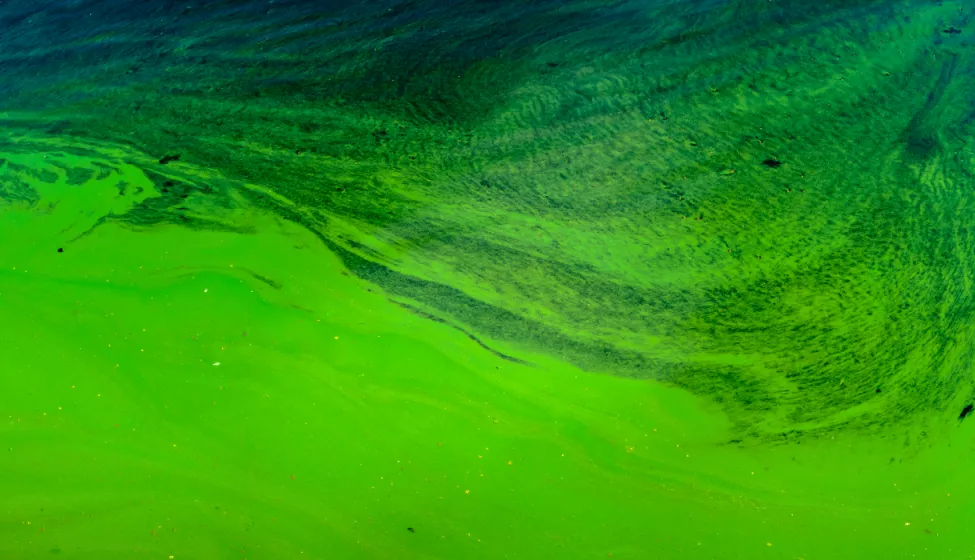 Bight green, sludgy algal river bloom flowing downstream