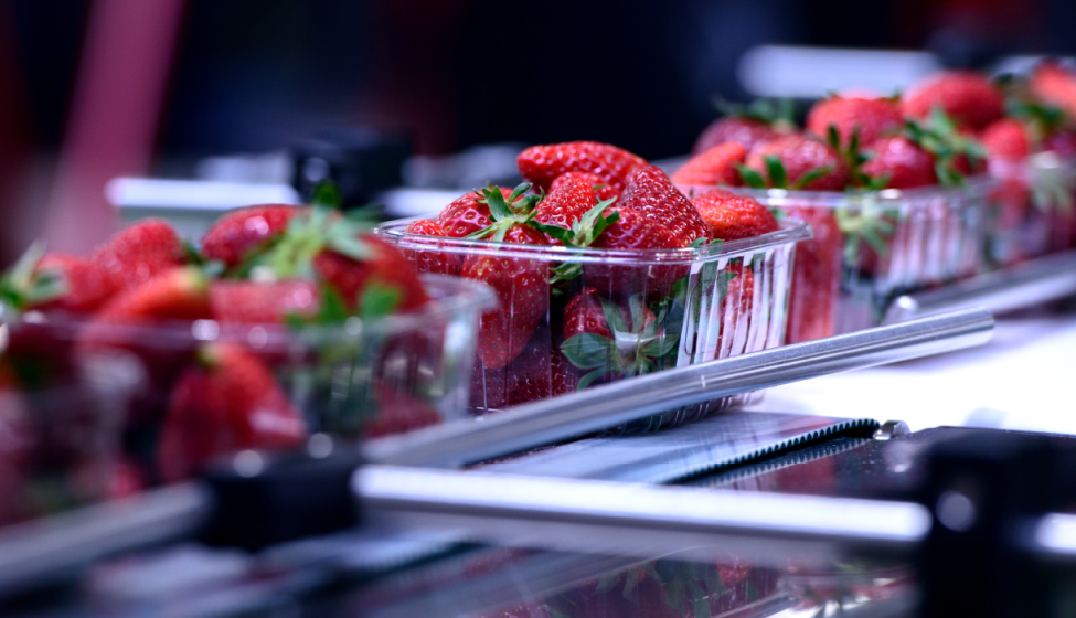 Packages of strawberries going down a conveyor belt