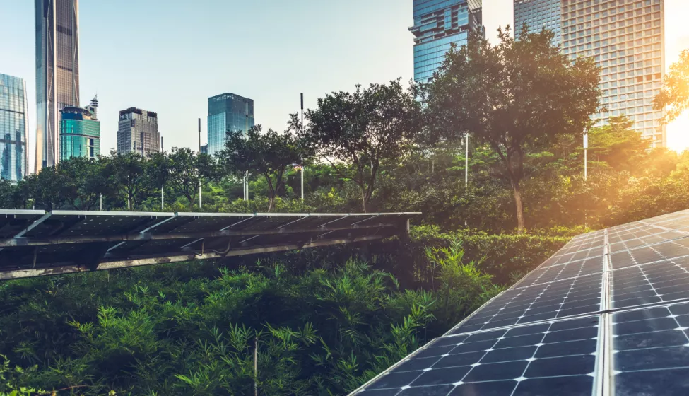 Solar panels in a park among trees and other greenery during sunset