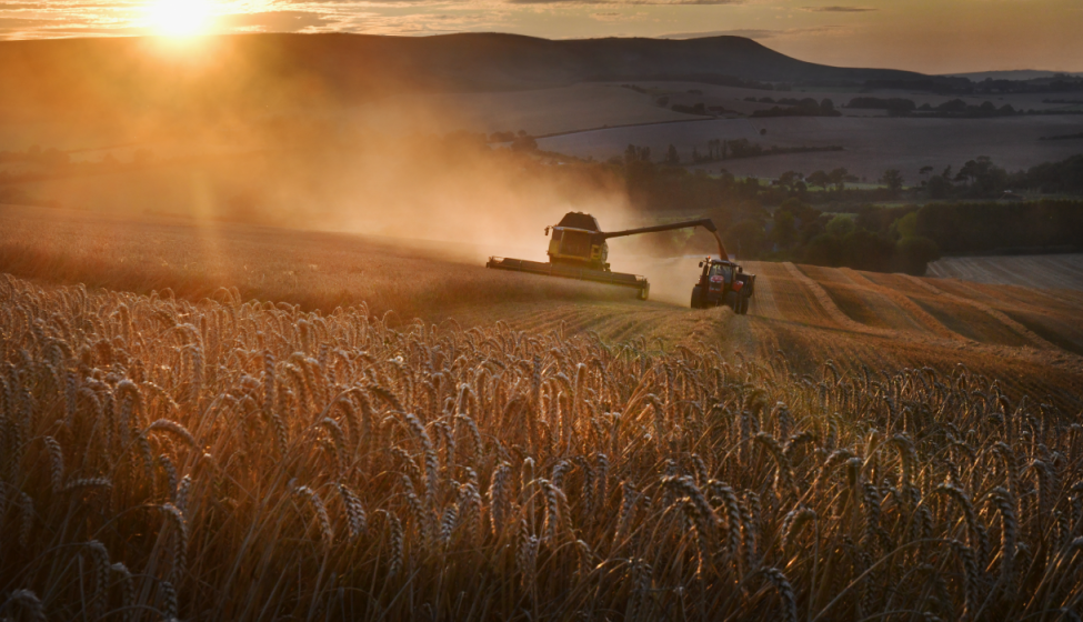 A tractor harvesting wheat in a field during sunset