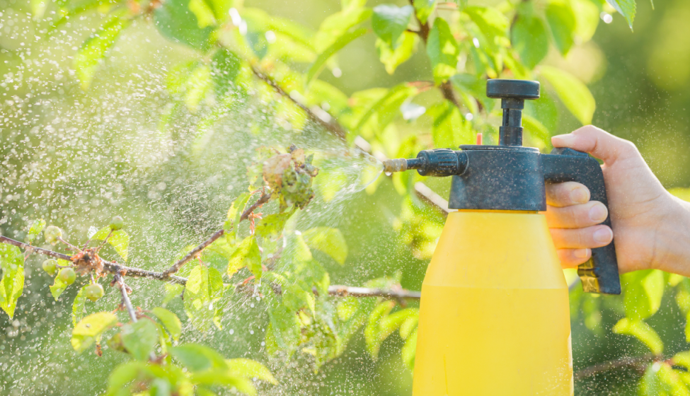 A hand holding a yellow spray container misting plants with pesticide