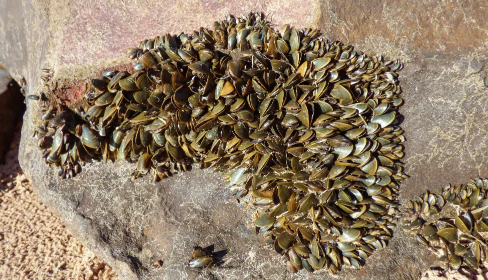 Golden Mussels on Rock
