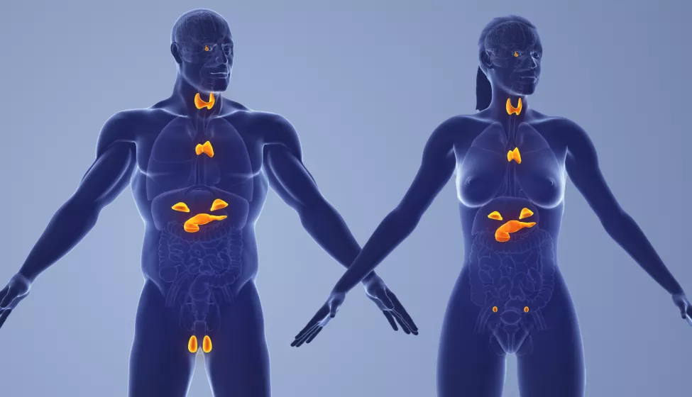 Endocrine Comp