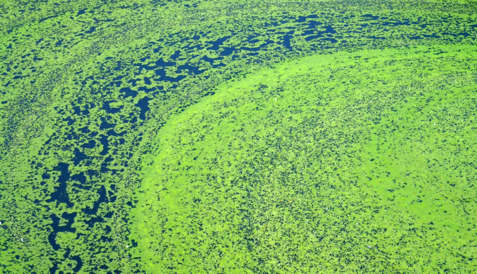 Algae polluted water. film of algae on surface of the water preventing the formation of oxygen and causing death to aquatic organisms