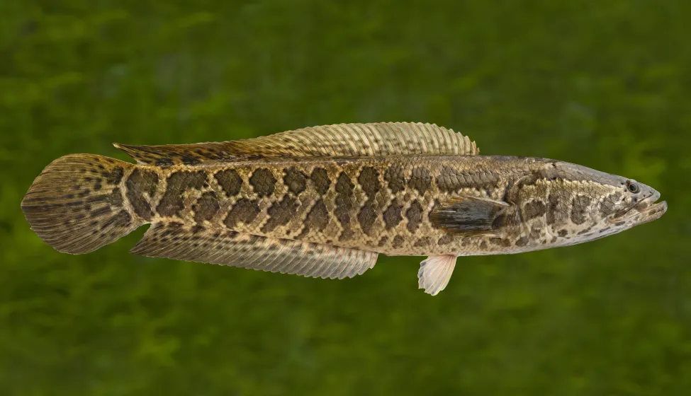 Alive snake fish isolated on natural green blurred background