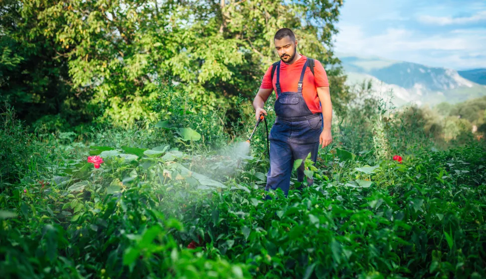 Farmer is spraying herbicide on garden