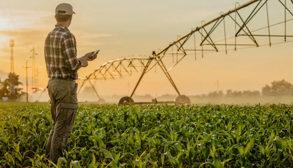 Rear view of man standing on corn field and using mobile phone