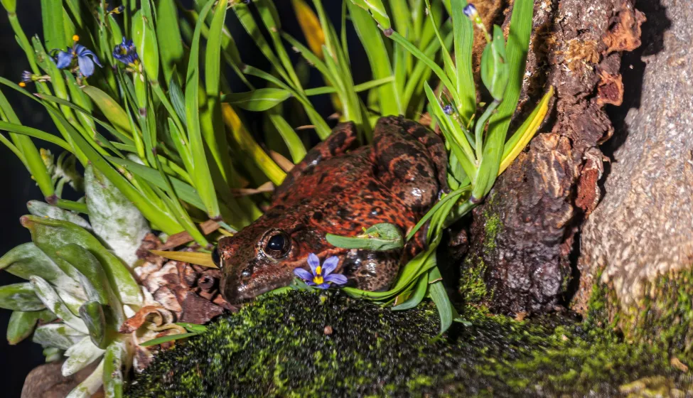 The California Red-legged Frog, Rana draytonii. Rana draytonii, after being long included with the Northern Red-legged Frog (R. aurora) as subspecies of a single species called simply Red-legged Frog.