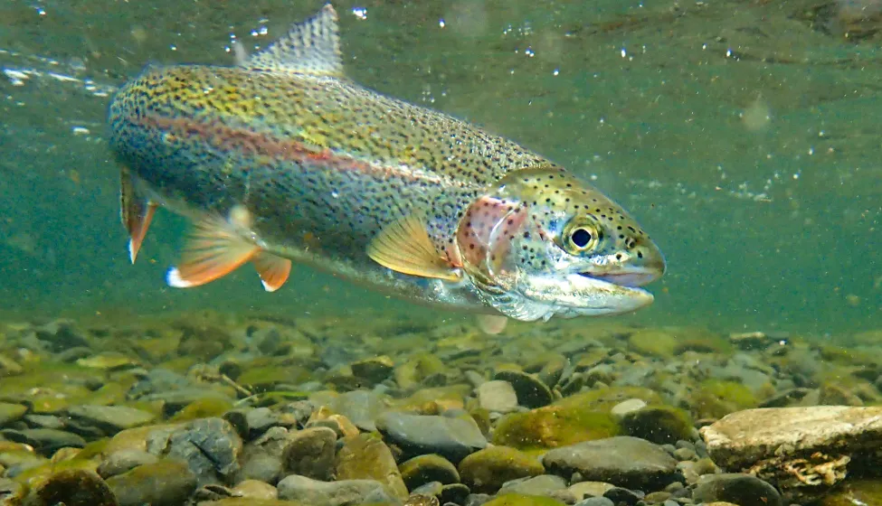 Underwater rainbow trout in the Russian River, Alaska
