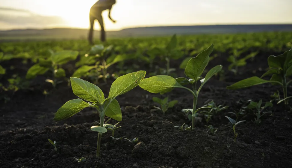 Small farmer business. Organic home grown produce.