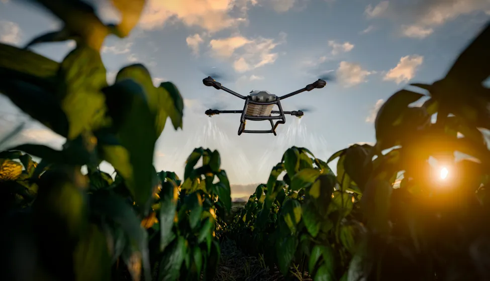  An agricultural drone sprays crops in the early morning sunlight. Advanced technology in farming, automation, and innovation improving productivity in agriculture.