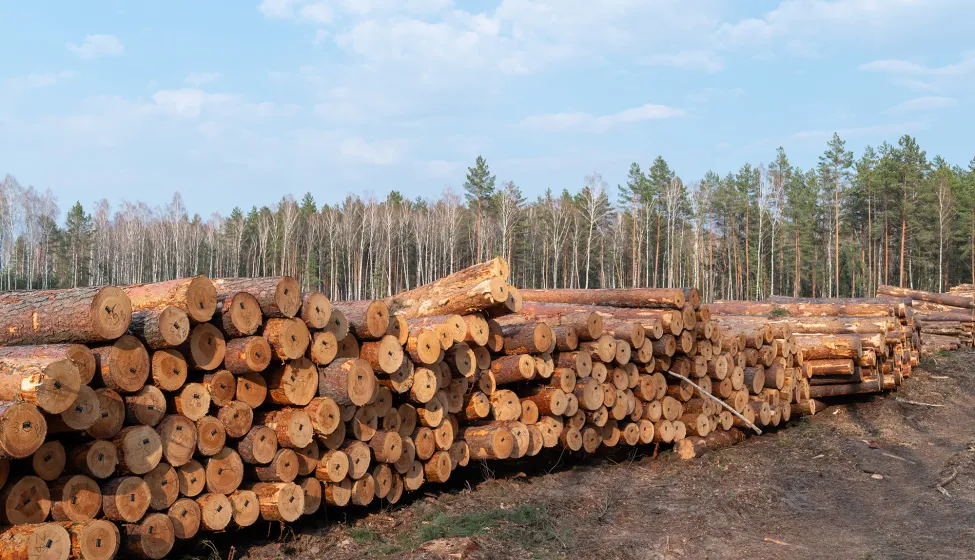 A vast stack of freshly cut pine logs dominates the foreground, laid out in a recently cleared area beside a dense forest line under a bright sky