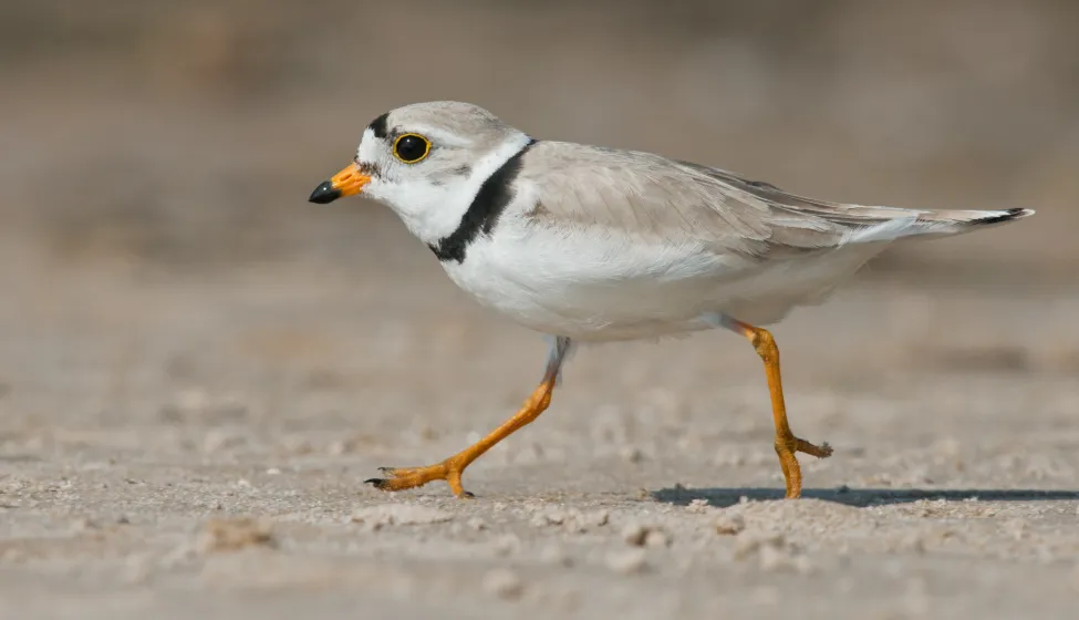 Endangered piping plover walking on a sandy beach in summer, USA