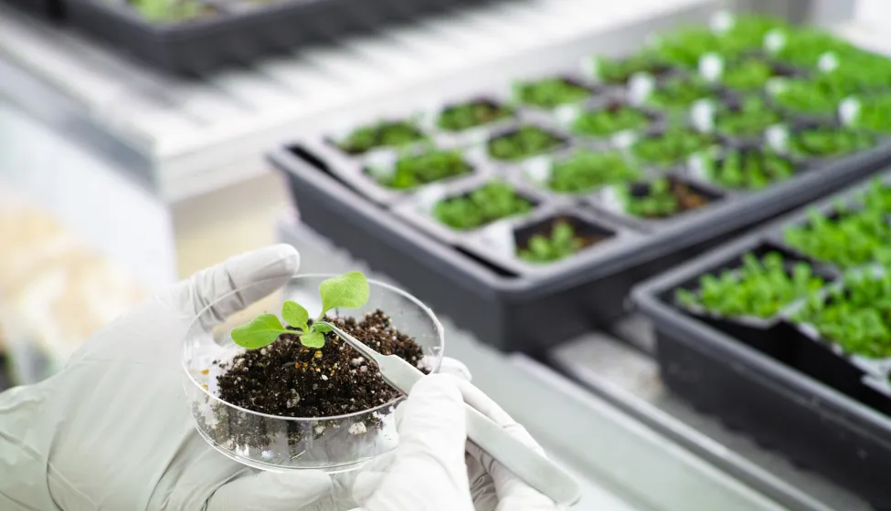 Model plant in a research lab