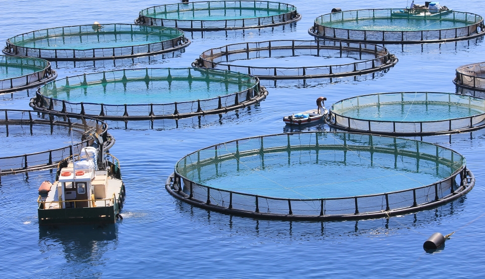 multiple fish farms in a body of water