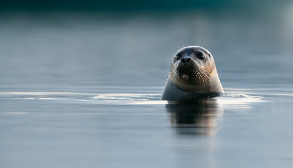 Brown seal poking its head out of water
