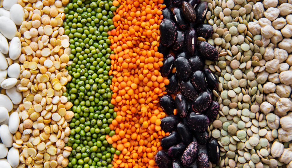 Close up of 7 rows of different, multi-colored beans