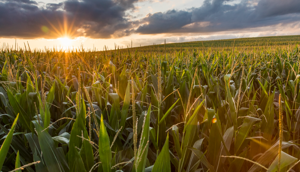 A field of corn at sunset. Exponent technical consulting for agcro-chemicals and pesticides.