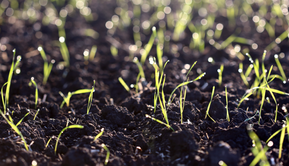 Close-up of dirt and green grass seedlings sprouting from the ground