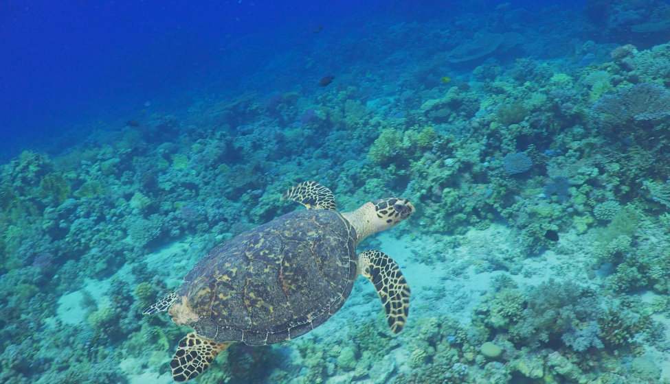 A beautiful sea turtle swimming in clear water. Exponent helps create sustainable initiatives and assess environmental damage.