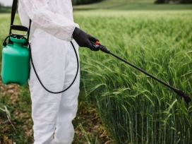 Weed control. Industrial agriculture theme. Scientist in protective work wear spraying toxic pesticides or insecticides on crops growing plantation.