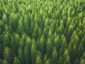Green trees in a forest. Exponent environmental consulting for international arbitration provides objective, evidence-based insights.