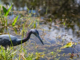 [EBS] Ecological & Biological Sciences - Environmental Risk Assessment - grey heron grazing in fresh water
