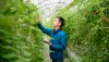 Man standing in nursery reaching up to examine cherry tomato plants