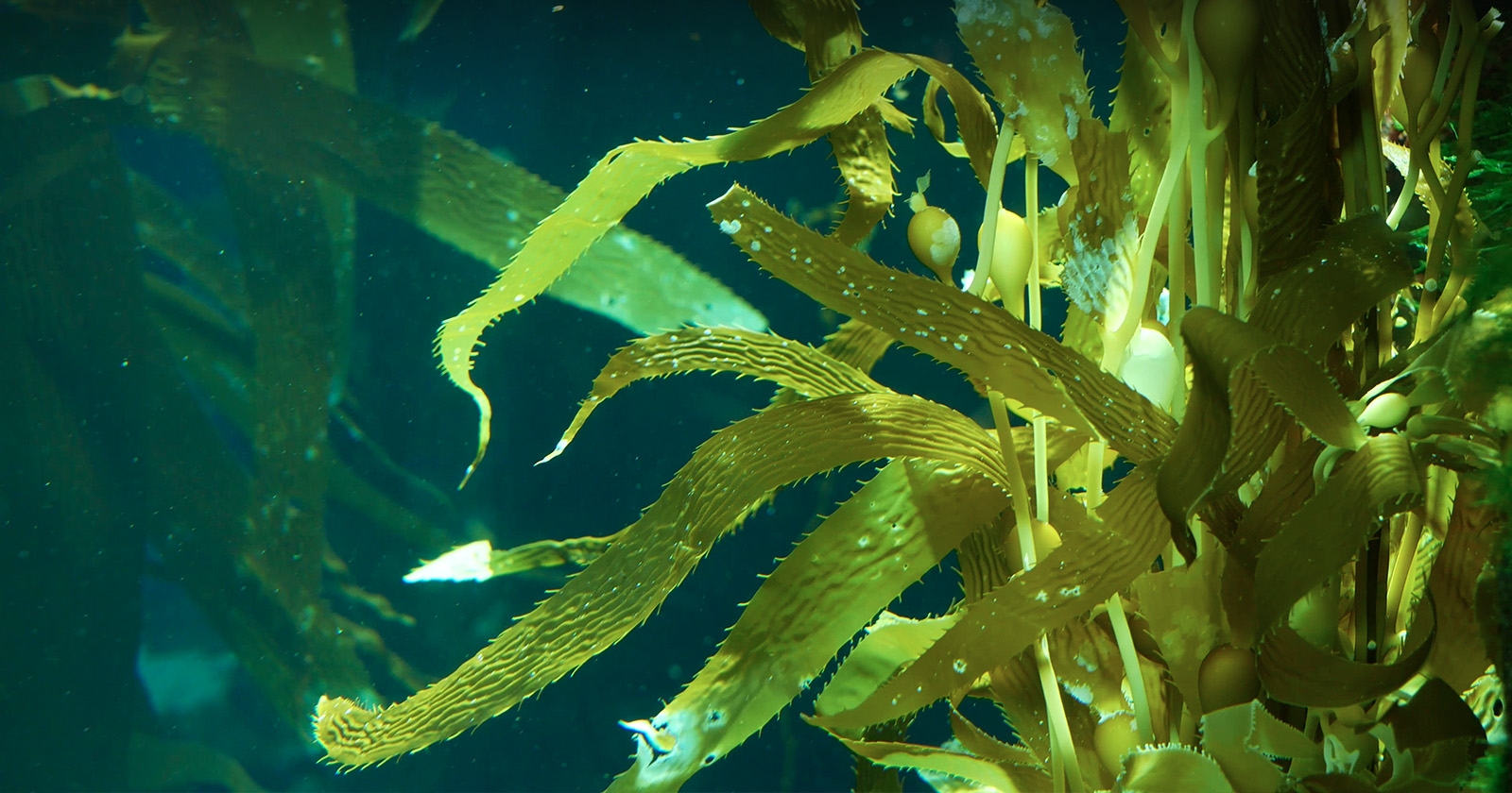 seaweed in ocean
