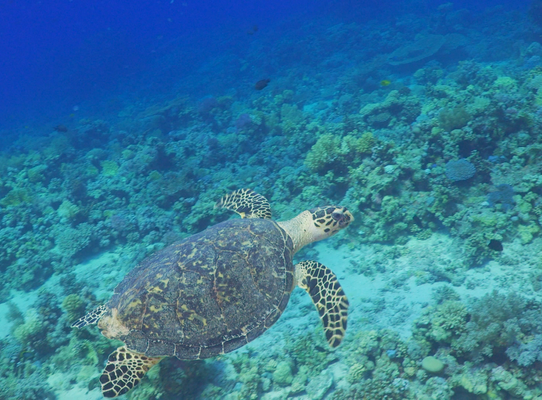 A beautiful sea turtle swimming in clear water. Exponent helps create sustainable initiatives and assess environmental damage.